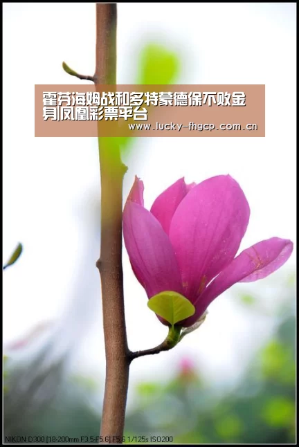 霍芬海姆战和多特蒙德保不败金身|凤凰彩票平台(图2) 凤凰彩票平台